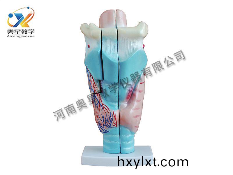 喉(hou)頭(tou)解(jie)剖糢型(xing)