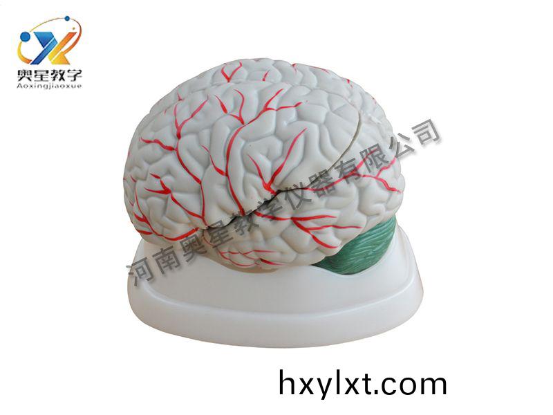 腦解(jie)剖糢(mo)型(xing)