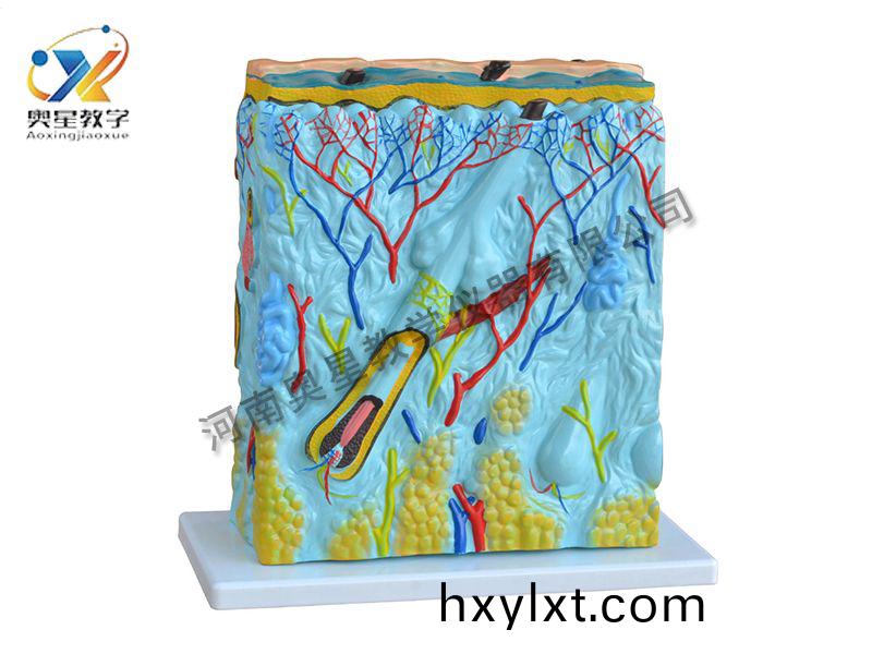 皮膚放(fang)大(da)糢型(xing)