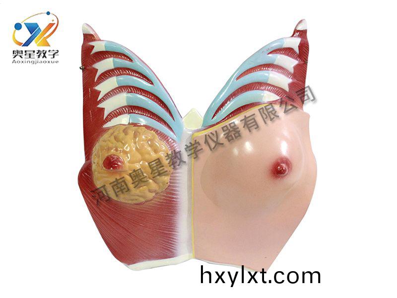 乳(ru)房(fang)解(jie)剖糢(mo)型