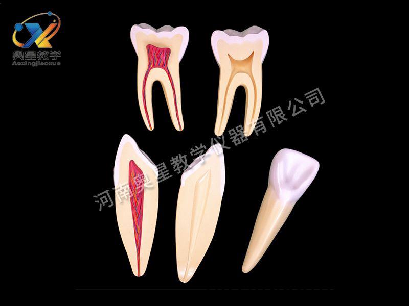 牙解剖糢(mo)型(xing)