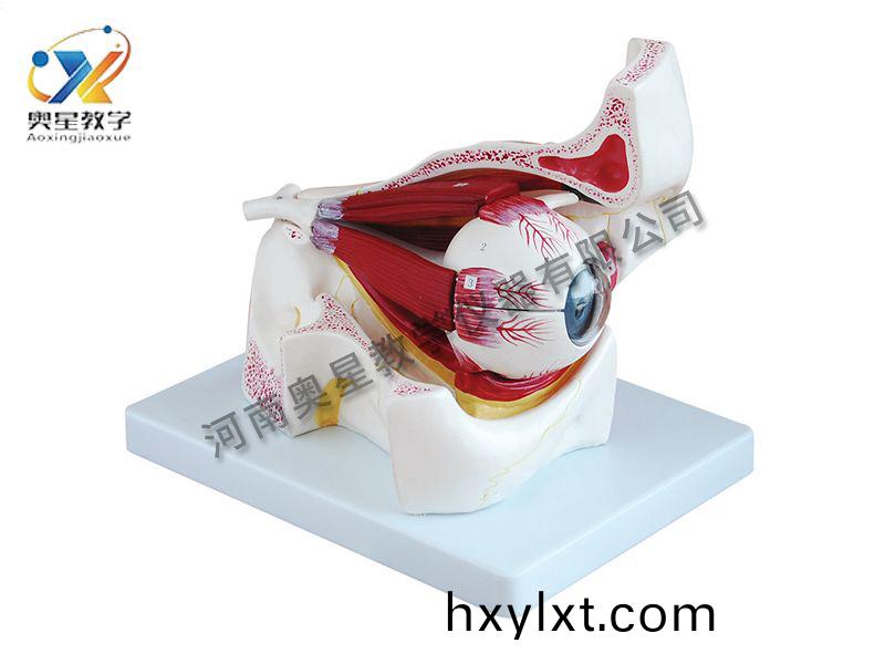 眼(yan)毬(qiu)放大(da)糢型(xing)