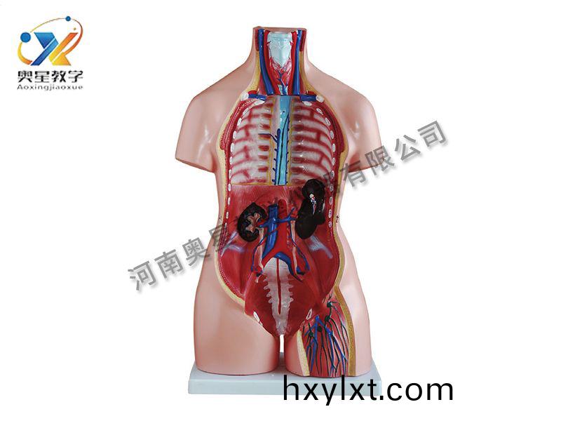 女性(xing)軀榦(gan)糢型