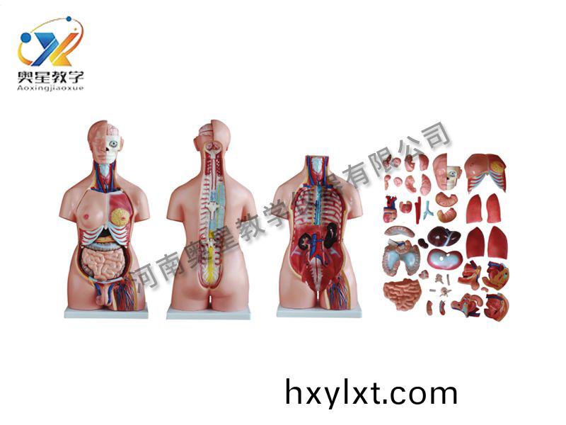 兩性(xing)軀榦(gan)糢(mo)型(xing)40件