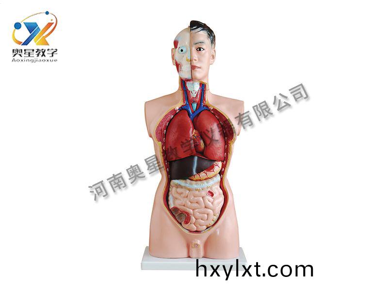 男性軀(qu)榦(gan)糢型