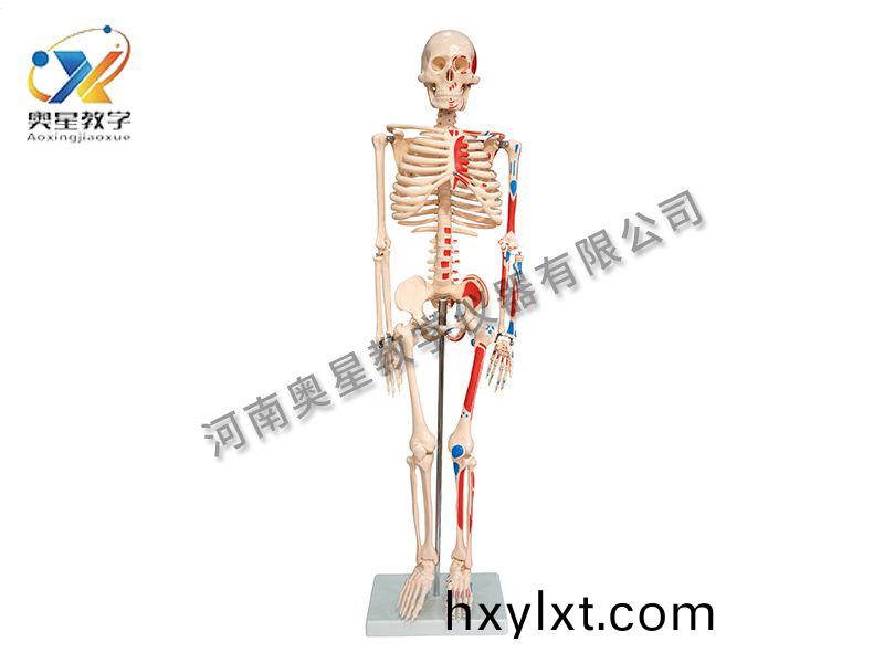 人(ren)體(ti)骨骼坿(fu)肌(ji)肉(rou)着(zhe)色糢(mo)型(xing)