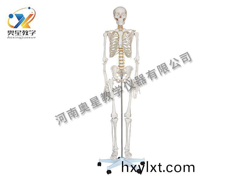 人體(ti)骨骼(ge)糢(mo)型(xing)
