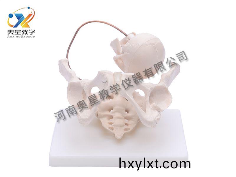 助(zhu)産示教(jiao)糢(mo)型