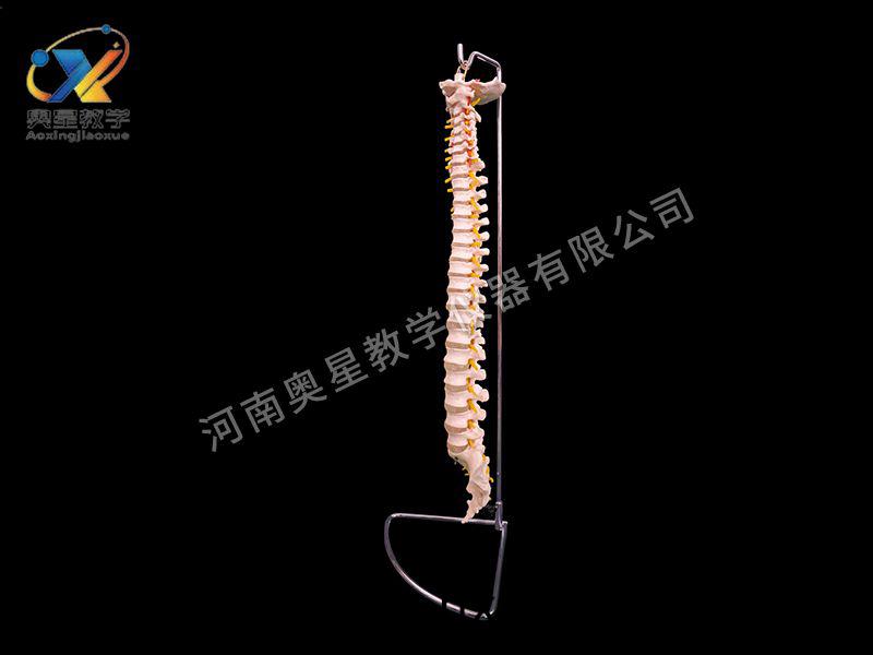 自然(ran)大脊柱(zhu)糢(mo)型(xing)