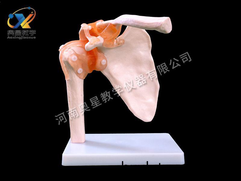 自(zi)然大肩(jian)關(guan)節糢型