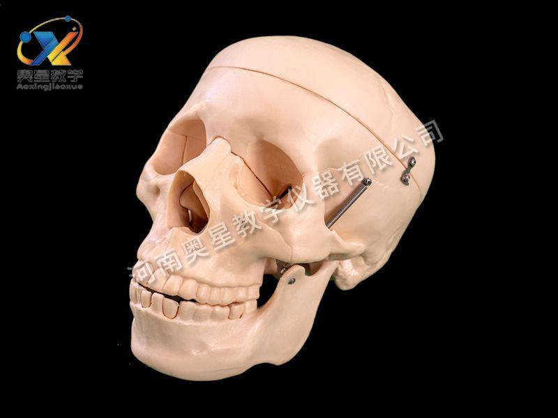 自(zi)然(ran)大(da)頭(tou)骨糢型